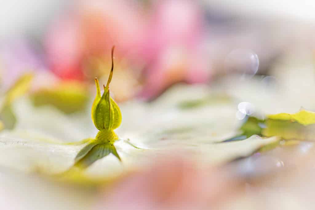 Close-up van een bloemknop met bokeh