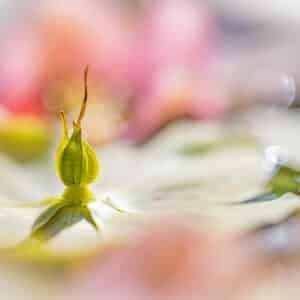 Close-up van een bloemknop met bokeh