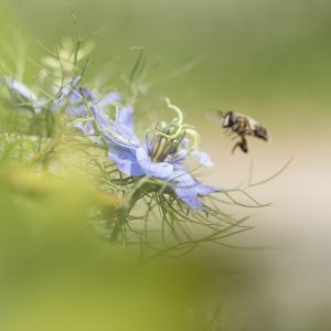Workshop macrofotografie