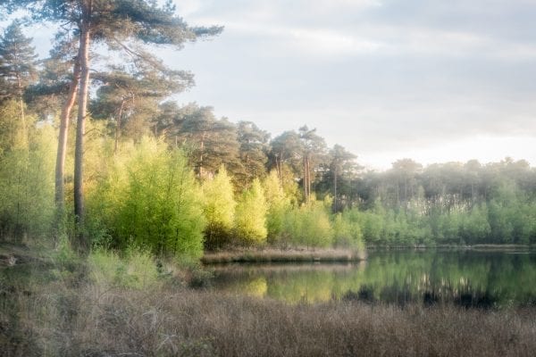 Workshop landschapsfotografie in de bossen bij Oisterwijk