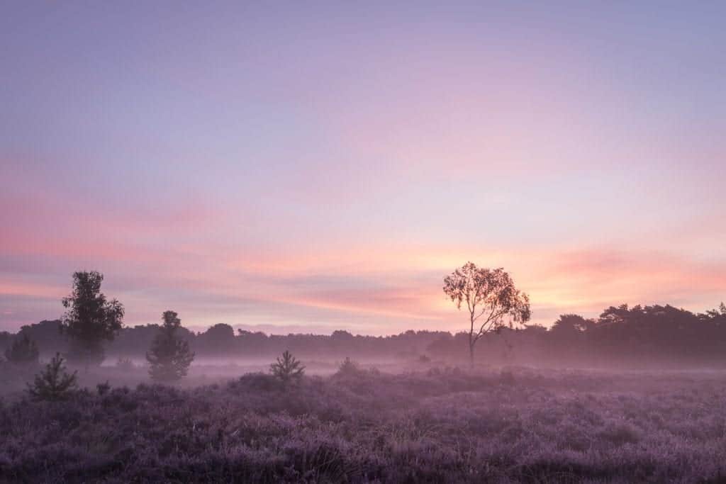 Landschapsfotografie: 10 Quick wins voor betere foto's 3 Kalmthout Beterelandschapsfoto Workshop Landschapsfotografie Heide 7 Betere Landschapsfoto