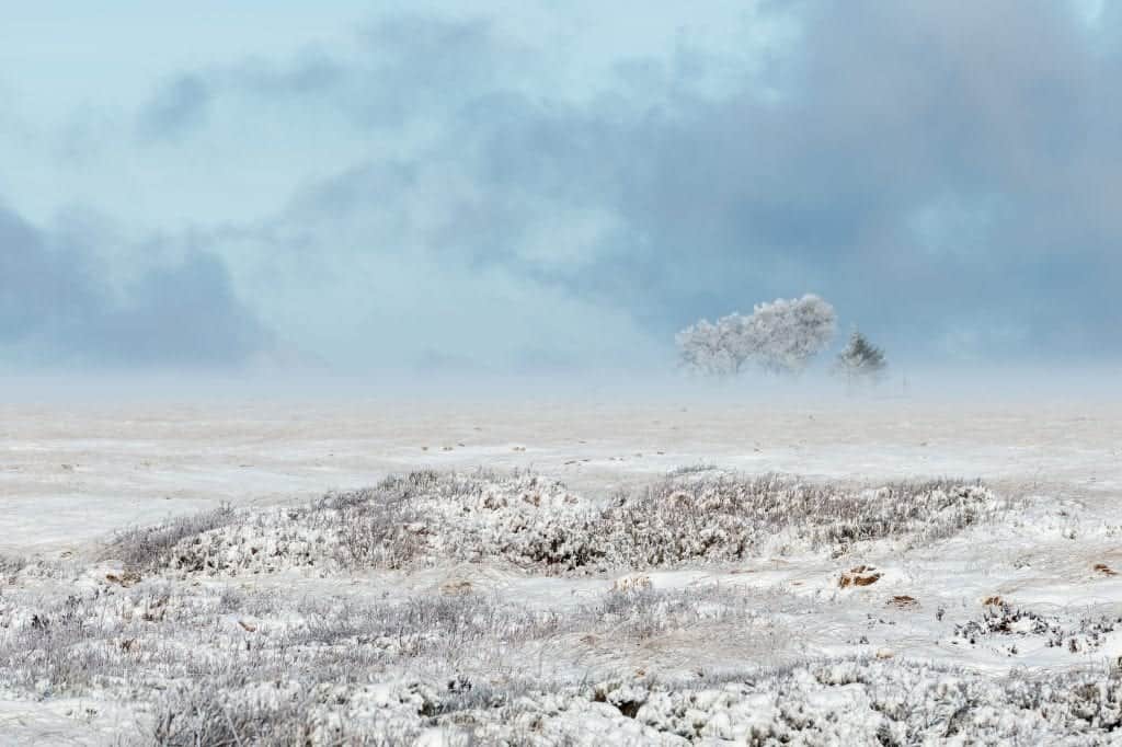 Mooie composities maken tijdens de workshop landschapsfotografie Hoge Venen in de winter