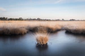 Natuurfotografie in de winter 10 De Kalmthoutse Heide na een paar koude nachten