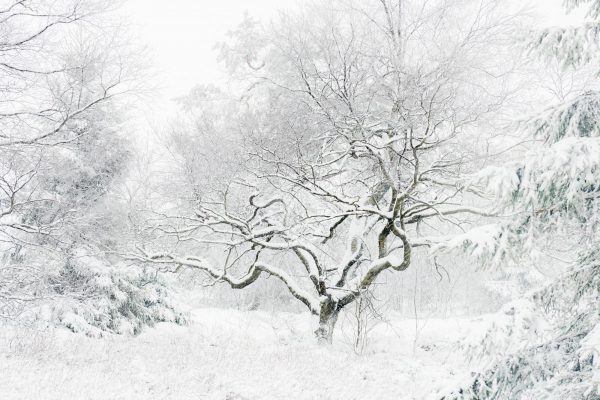 Een foto gemaakt tijdens de workshop landschapsfotografie Hoge Venen in de winter.