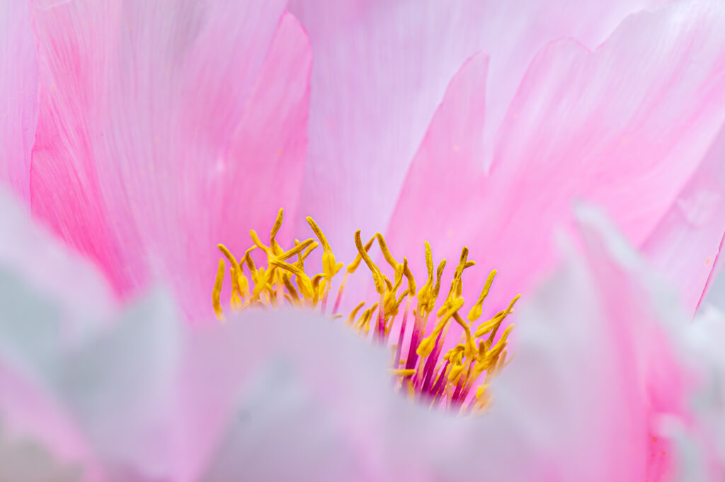 foto's zoals je die in de workshop macrofotografie kunt maken.