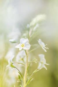 Voorbeeld uit de workshop high key en low key macrofotografie