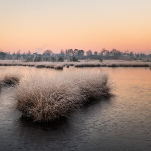 Workshop Kalmthoutse Heide in de Winter