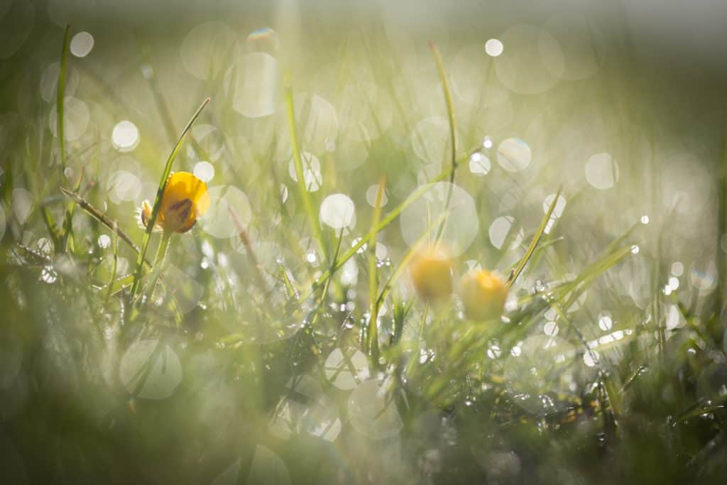 Deter roman Vrijgevigheid 8 Tips voor het fotograferen van bloemen - Beterelandschapsfoto