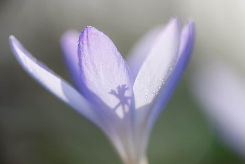 Een krokus gefotografeerd met tegenlicht
