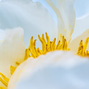 Voorbeeld van high key macrofotografie