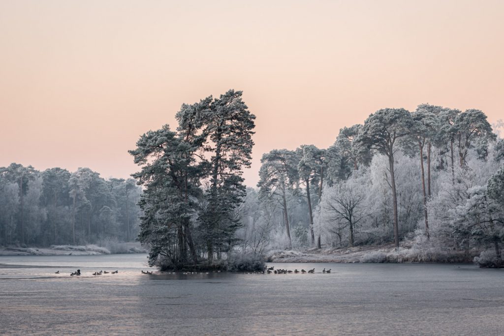 Natuurfotografie in Oisterwijkse Vennen en Bossen: fotograferen met één objectief 2 AAE9320 Betere Landschapsfoto