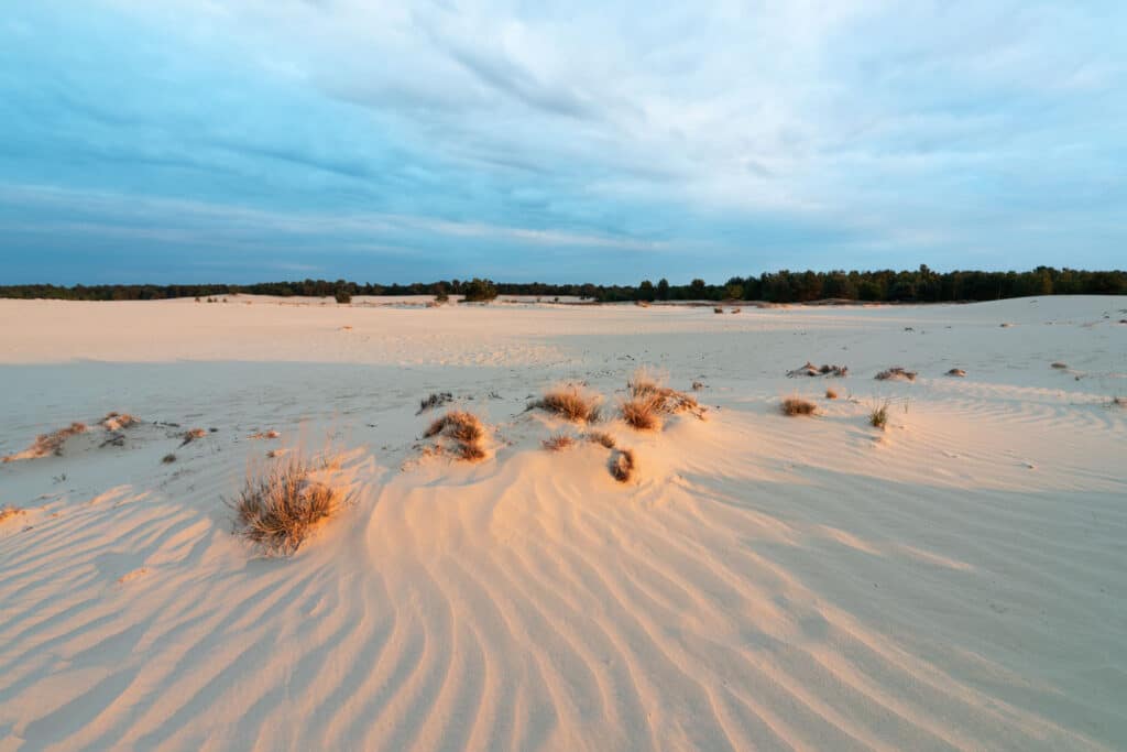 Foto voor de workshop natuurfotografie Loonse en Drunense duinen