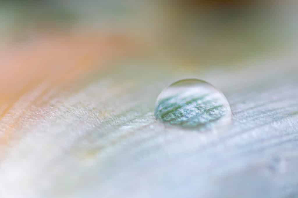 Macrofotografie: de magie van kleine details vastleggen 2 20240427 G8A0573 Verbeterd NR Betere Landschapsfoto