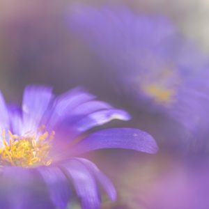 Workshop Macrofotografie Soft Focus