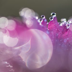 Workshop macrofotografie creatieve bokeh