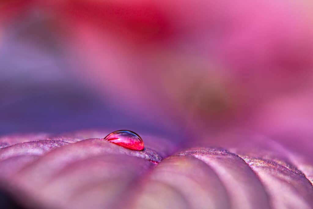 5 Tips voor soft focus macrofotografie 6 Druppel op blad.
