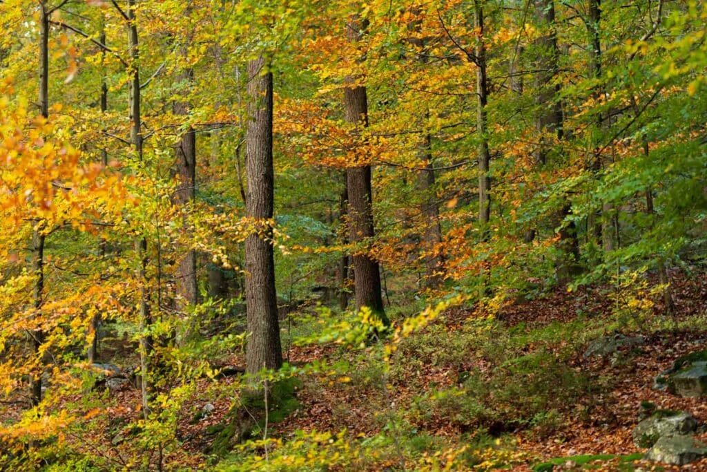 AAJ1238 Betere Landschapsfoto