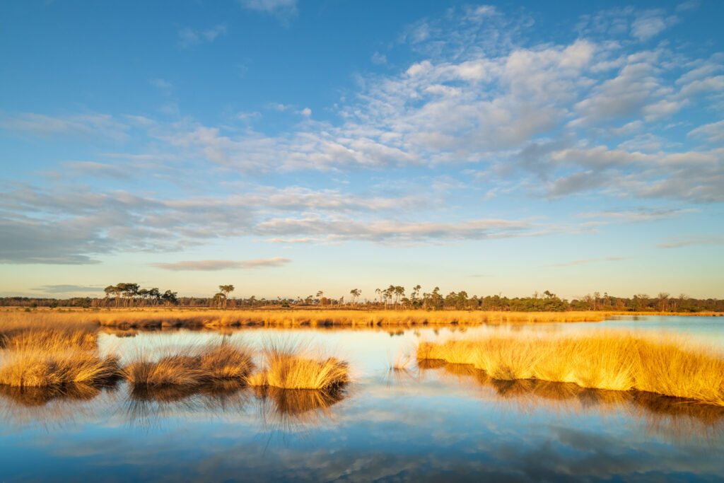 Herfstfotografie tijdens het gouden uur op de Kalmthoutse Heide.