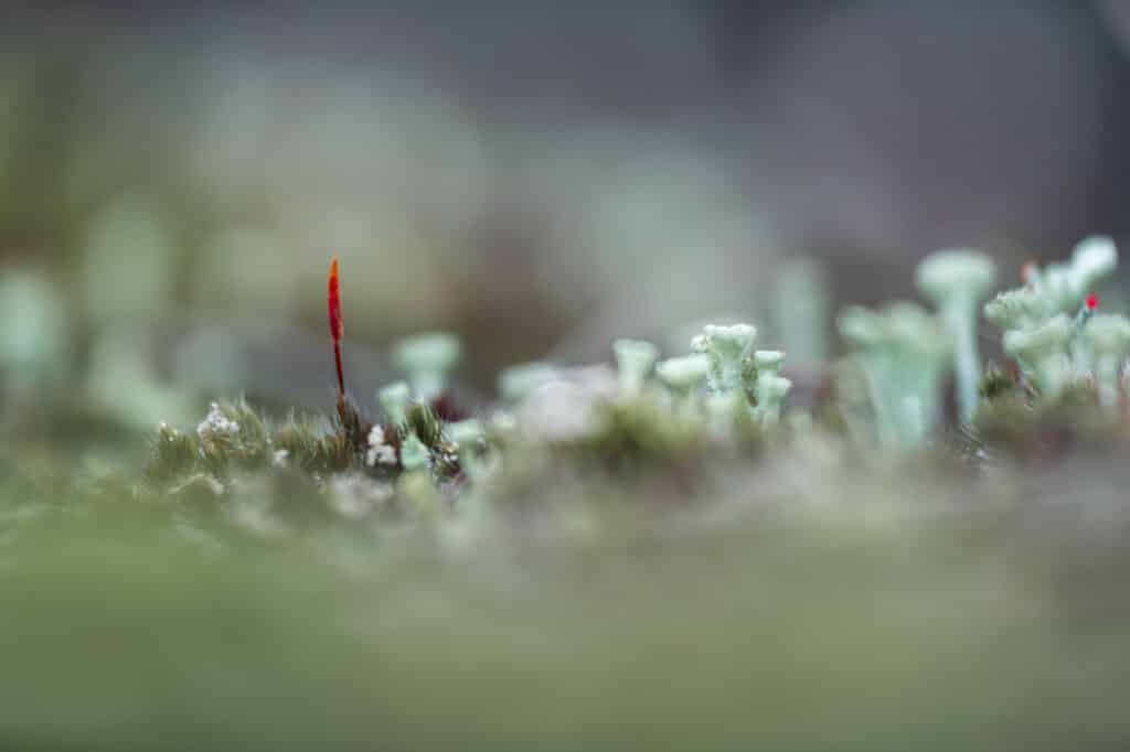 AAJ1989 Verbeterd NR Betere Landschapsfoto