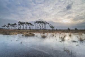 Winter op de Kalmthoutse heide.