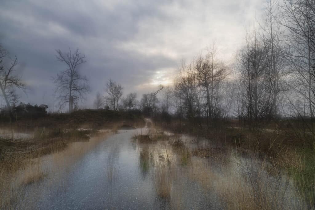 Winter op de Kalmthoutse heide.