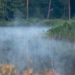 Natuurfotografie-Oisterwijkse-Vennen-En-Bossen