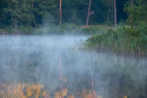 Natuurfotografie in Oisterwijkse Vennen en Bossen: fotograferen met één objectief 8 20230707 G8A8384 Betere Landschapsfoto