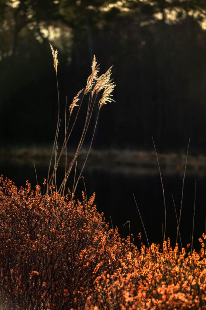 Natuurfotografie in Oisterwijkse Vennen en Bossen: fotograferen met één objectief 1 20240302 G8A0727 Betere Landschapsfoto