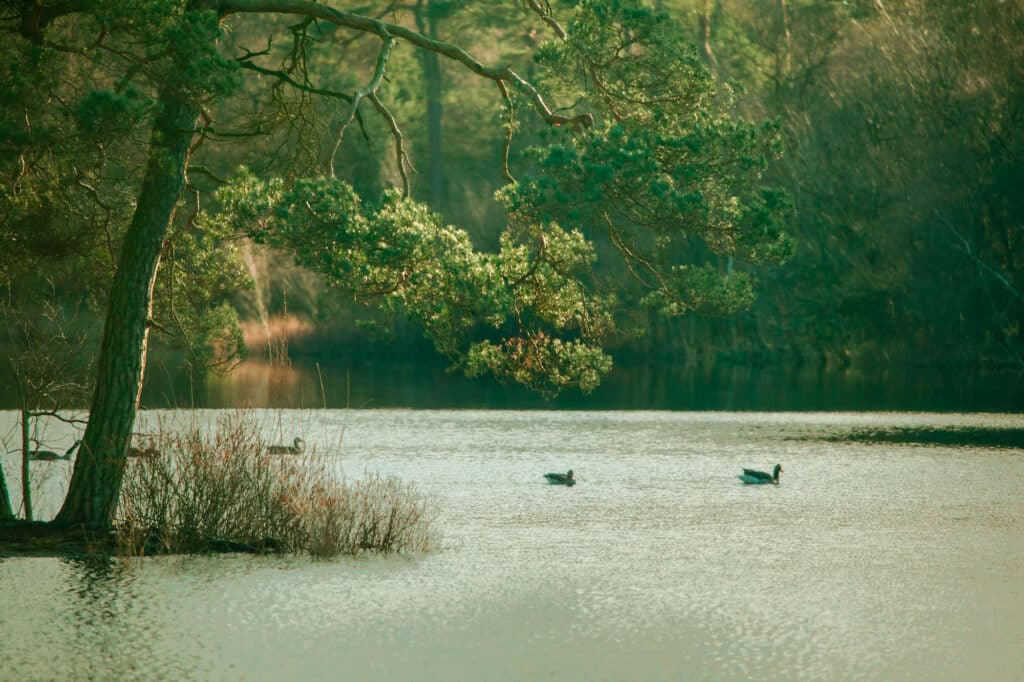 Natuurfotografie in Oisterwijkse Vennen en Bossen: fotograferen met één objectief 5 20240302 G8A0777 2 Betere Landschapsfoto