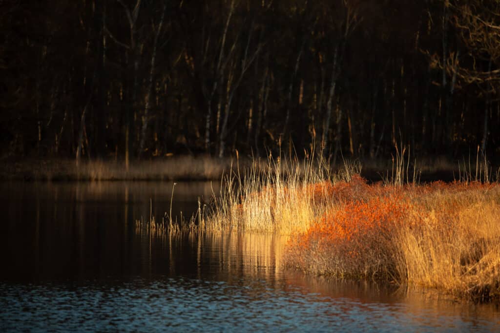 Natuurfotografie in Oisterwijkse Vennen en Bossen: fotograferen met één objectief 4 20240302 G8A0788 Betere Landschapsfoto