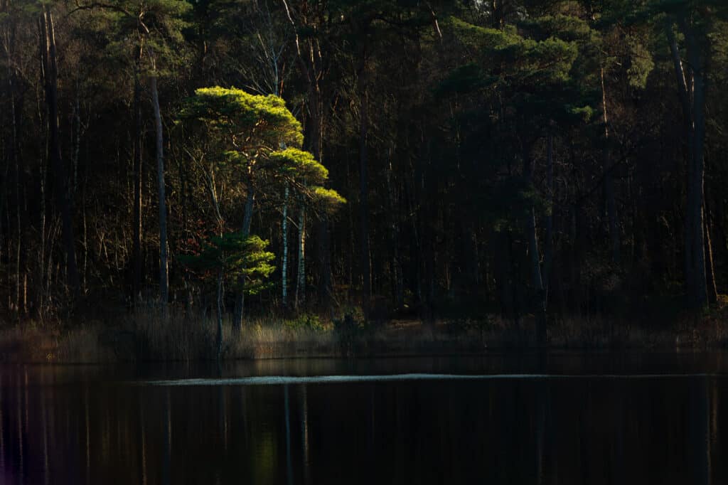 Natuurfotografie in Oisterwijkse Vennen en Bossen: fotograferen met één objectief 3 20240302 G8A0834 Betere Landschapsfoto