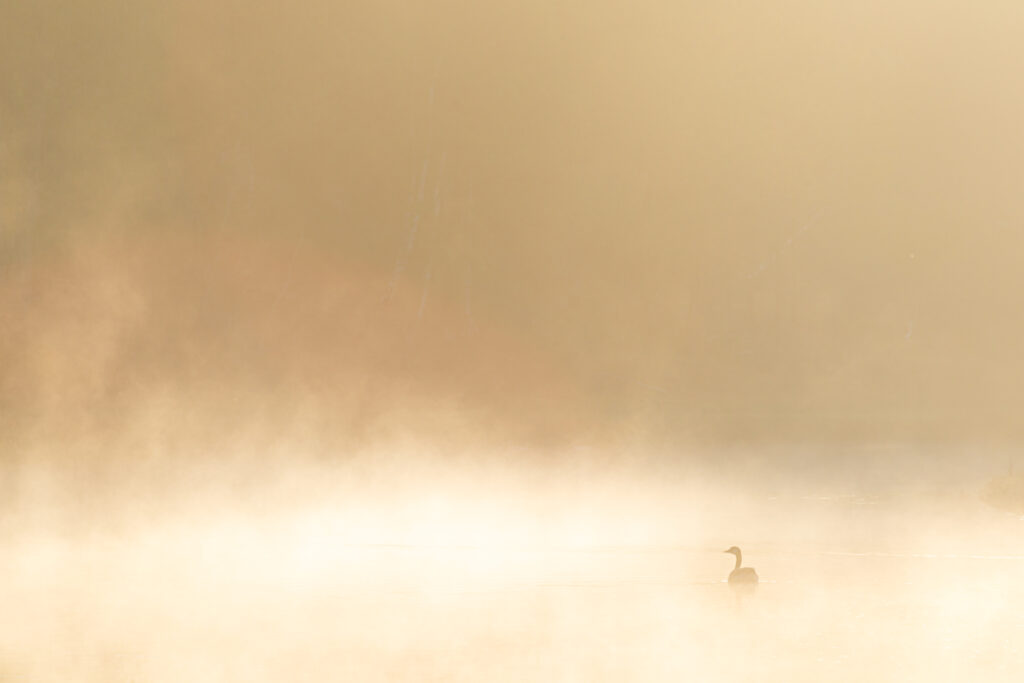 20150510 IMG 8836 Betere Landschapsfoto