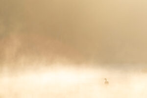 20150510 IMG 8836 Betere Landschapsfoto