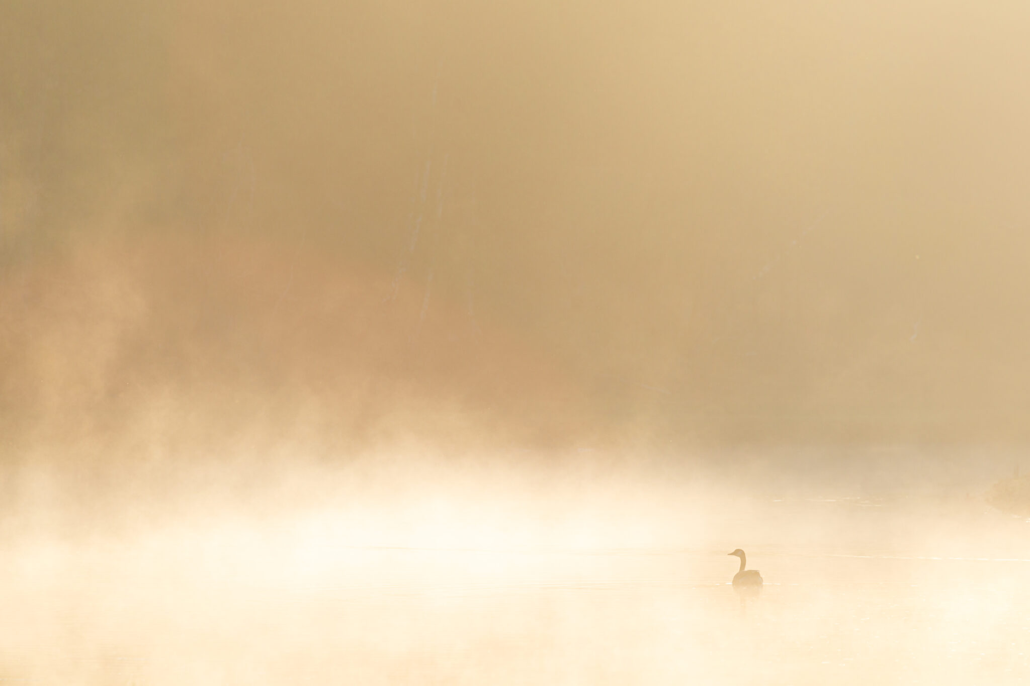 Minimalisme-Natuurfotografie-Tips