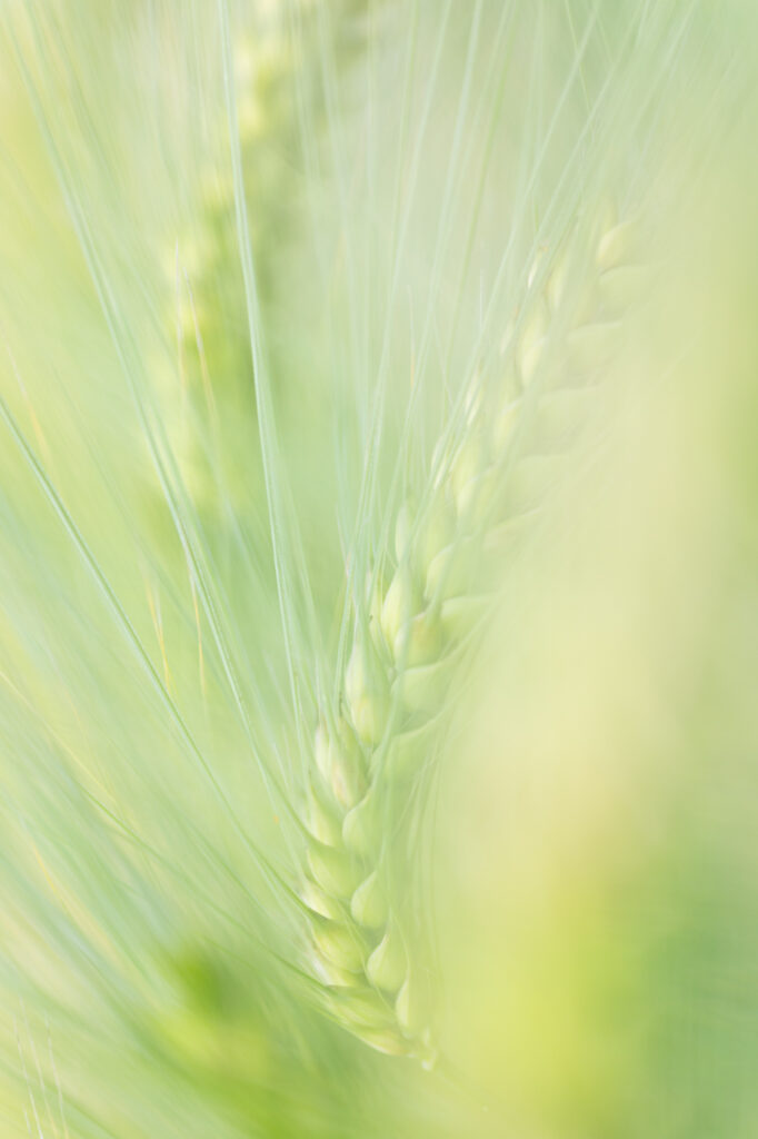 10 Inspirerende tips voor creatieve macrofotografie 1 20180607 G8A7321 Betere Landschapsfoto