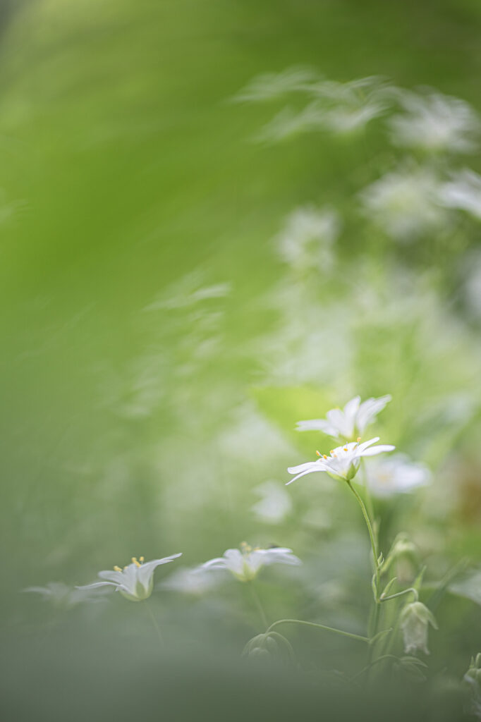 10 Inspirerende tips voor creatieve macrofotografie 3 20190429 G8A8675 Betere Landschapsfoto