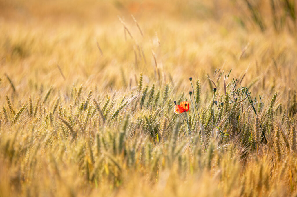 20190702 G8A0191 Betere Landschapsfoto