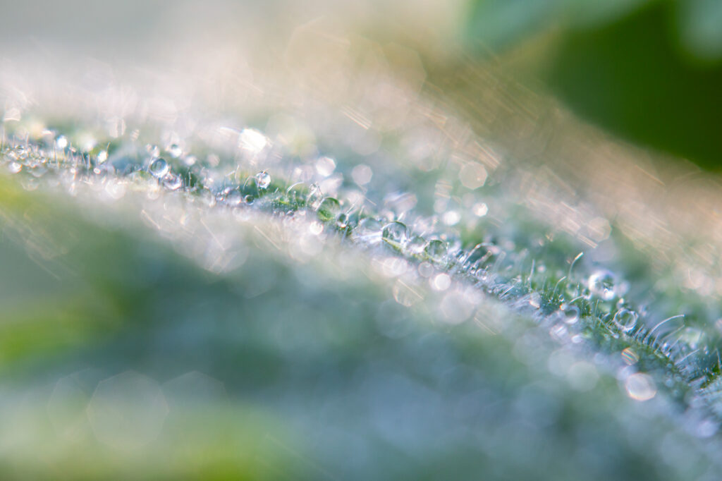 20191120 G8A0276 Betere Landschapsfoto