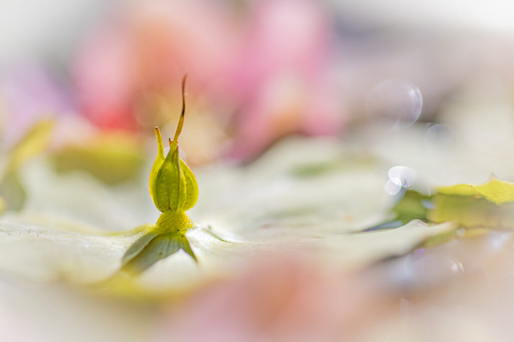 20220328 G8A0999 Betere Landschapsfoto