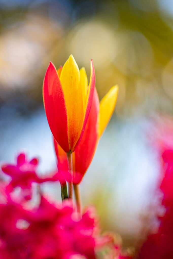 20230429 G8A7075 Betere Landschapsfoto