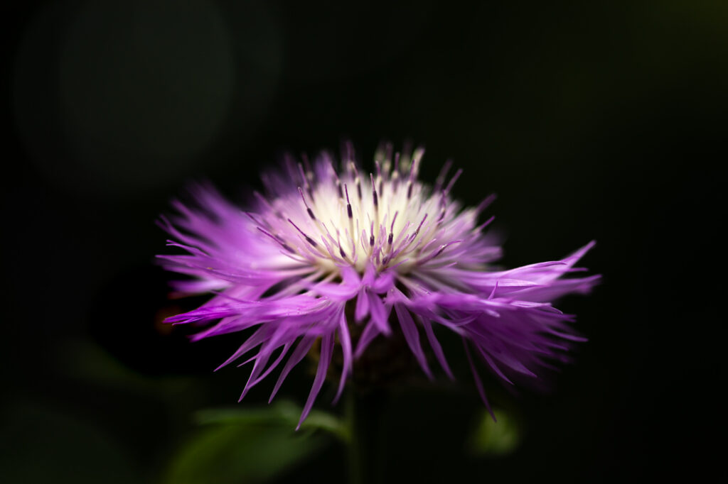 10 Inspirerende tips voor creatieve macrofotografie 4 20230619 G8A7858 Betere Landschapsfoto