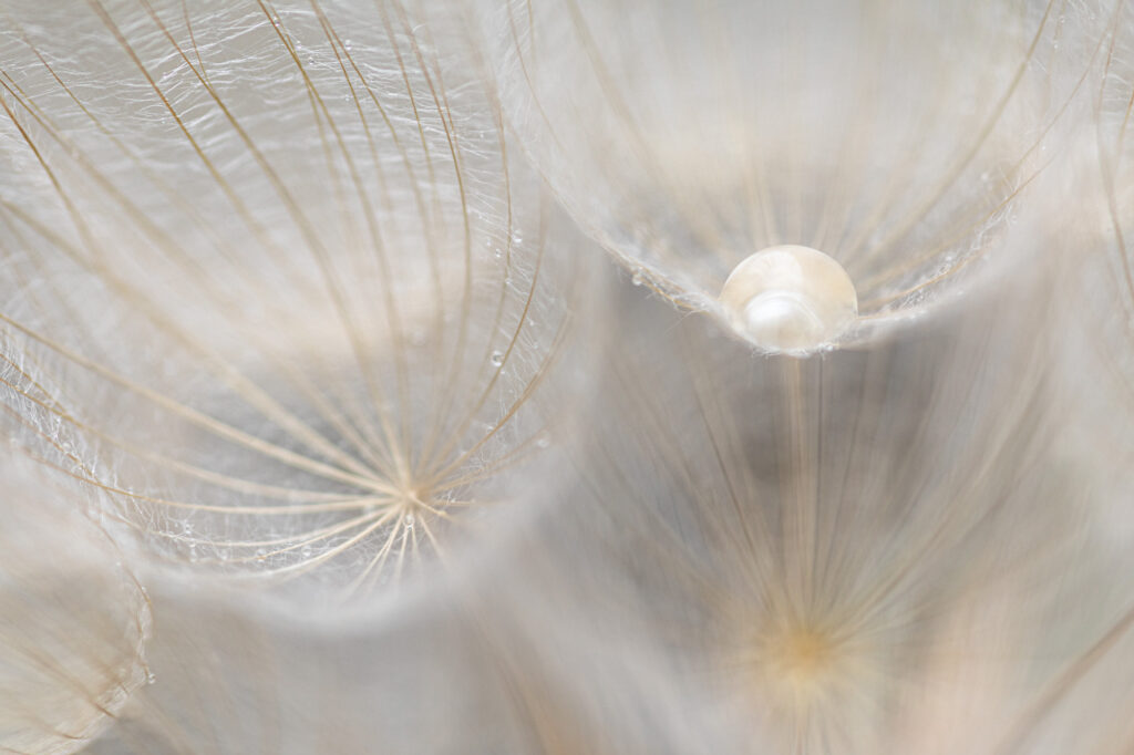 10 Inspirerende tips voor creatieve macrofotografie 6 20230628 G8A8019 Betere Landschapsfoto