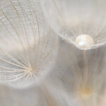 Creatieve-Macrofotografie-Tips