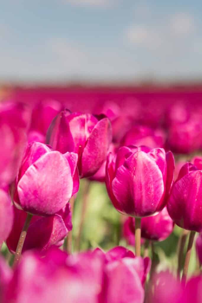 20240410 G8A0241 Betere Landschapsfoto