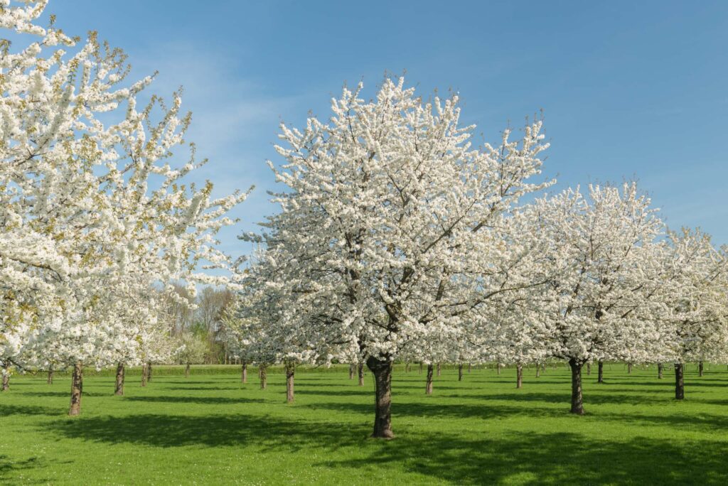 AAH1238 Betere Landschapsfoto