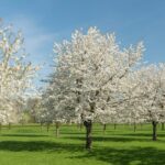 Natuurfotografie in de lente: kust, landschap, macro Lente-Natuurfotografie-Tips