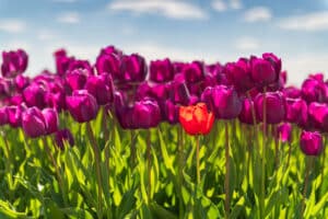 AAJ3146 Betere Landschapsfoto