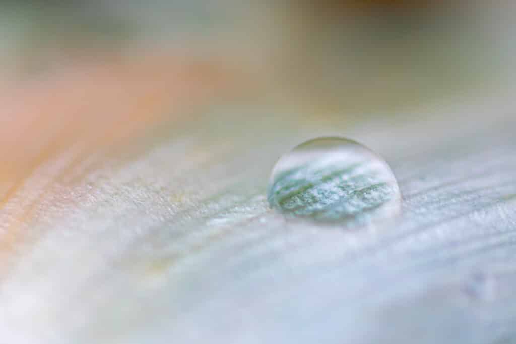 Zo Fotografeer je Druppels in Natuurfotografie: 5 Essentiële Tips 1 Ontdek hoe je druppels n natuurfotografie vastlegt.