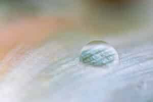 Ontdek hoe je druppels n natuurfotografie vastlegt.