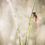 Lichtcirkels-In-Macrofotografie
